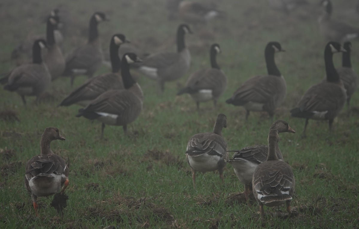 berneška malá (ssp. taverneri) - ML645110215