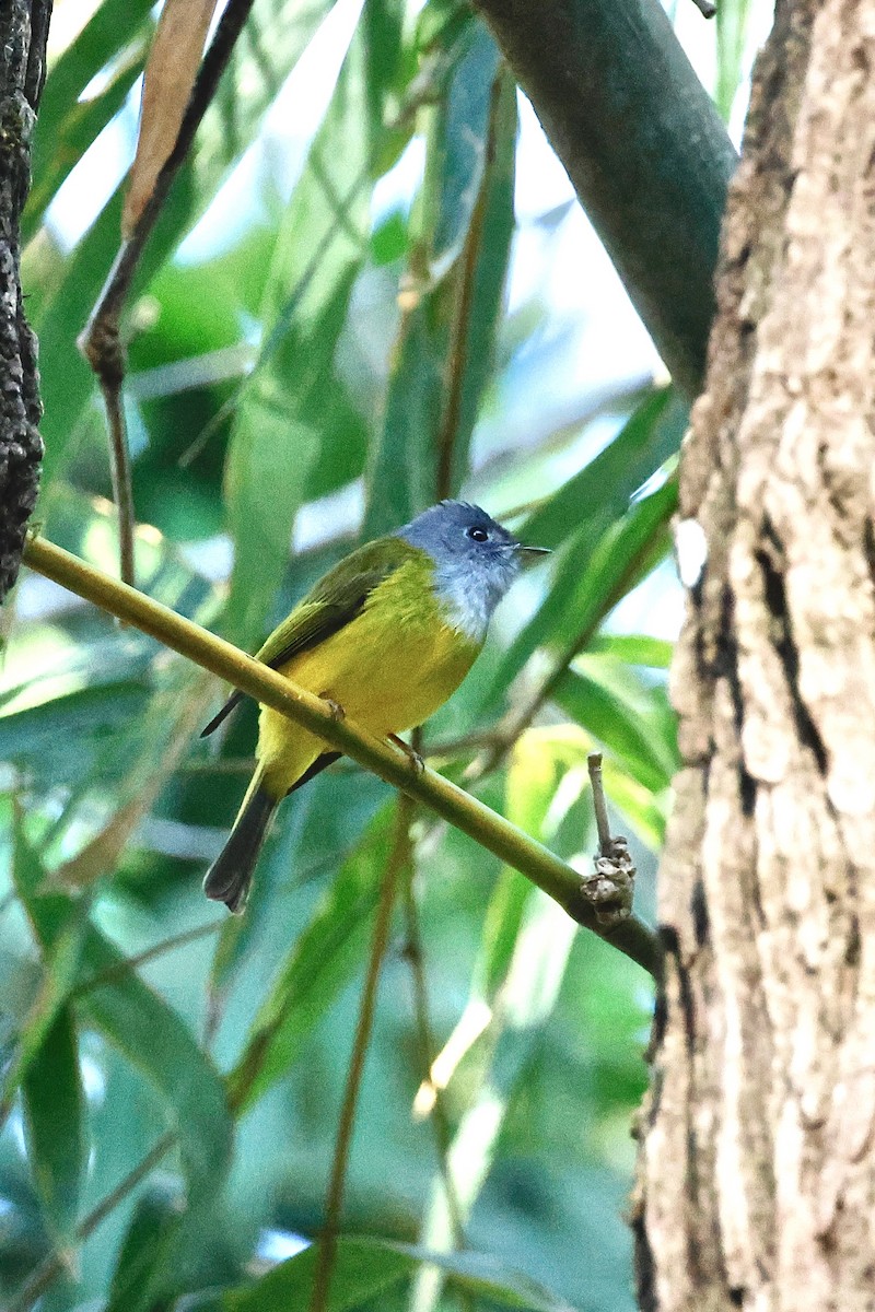 Gray-headed Canary-Flycatcher - ML645110216