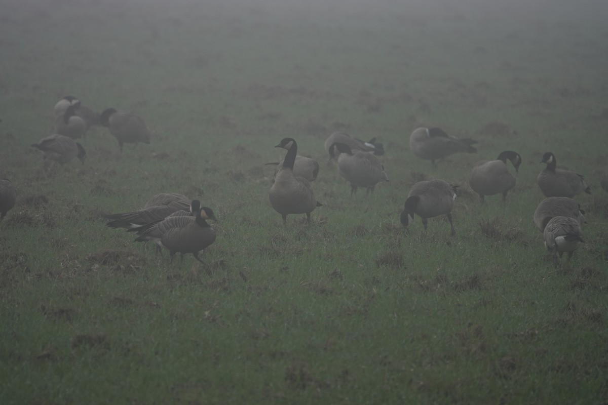 berneška malá (ssp. taverneri) - ML645110220