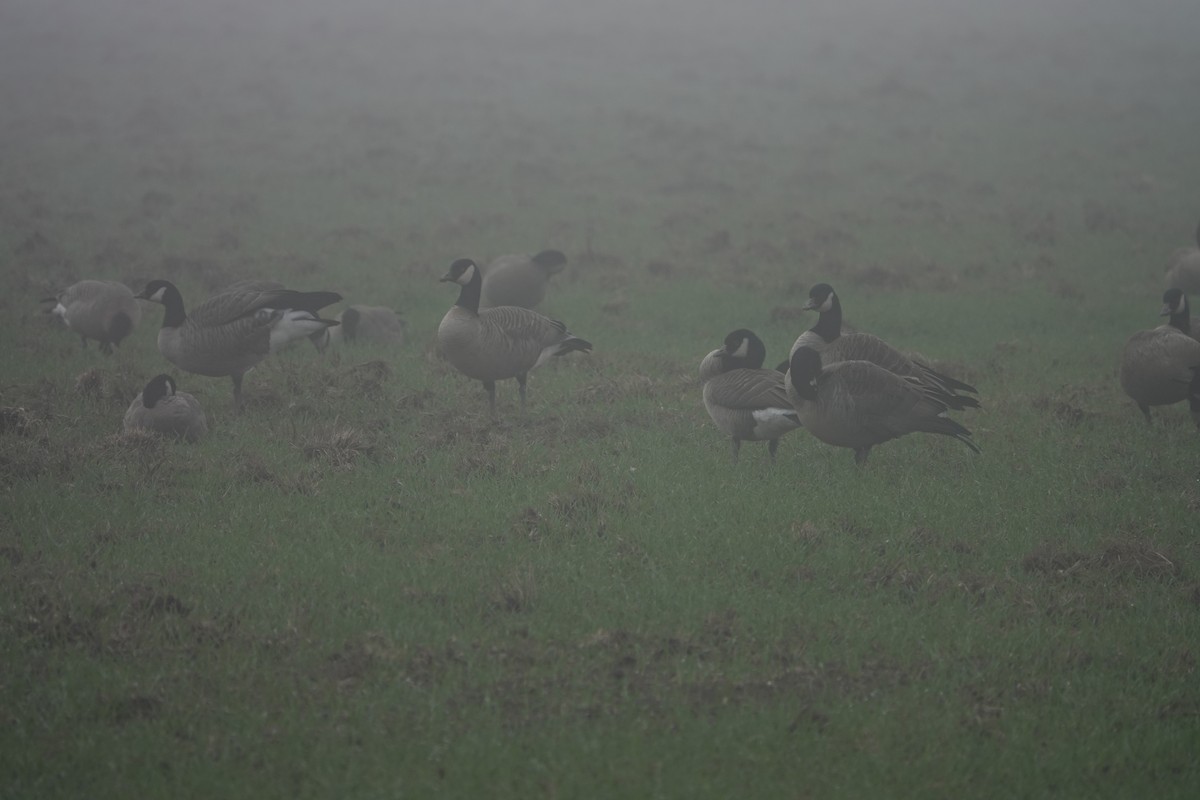 berneška malá (ssp. taverneri) - ML645110221