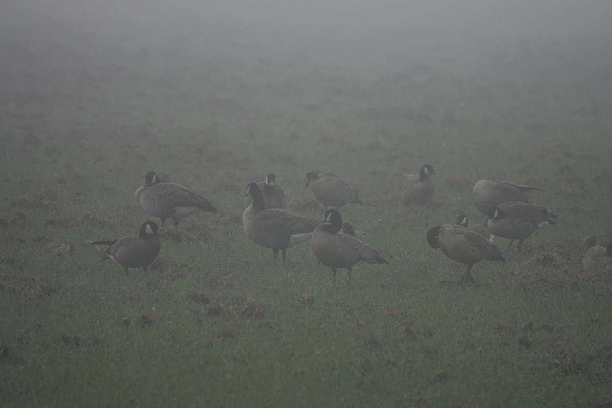 berneška malá (ssp. taverneri) - ML645110222