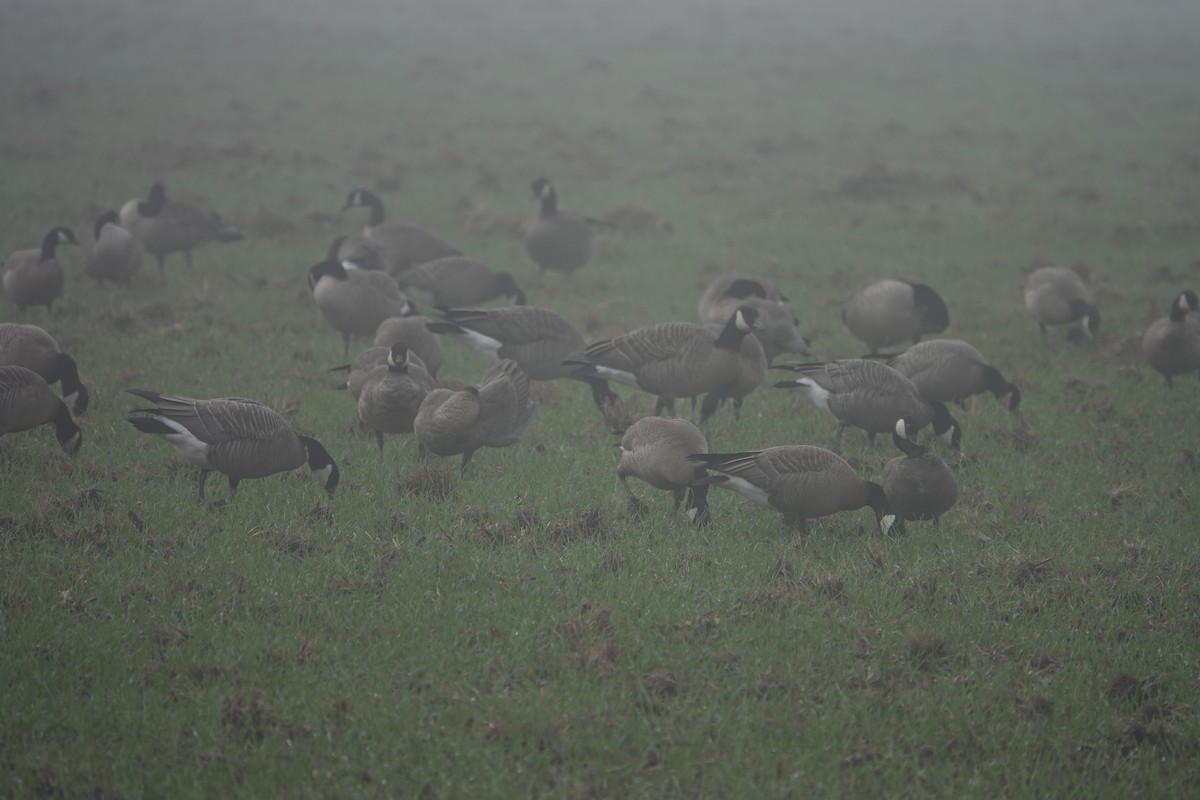 berneška malá (ssp. taverneri) - ML645110223