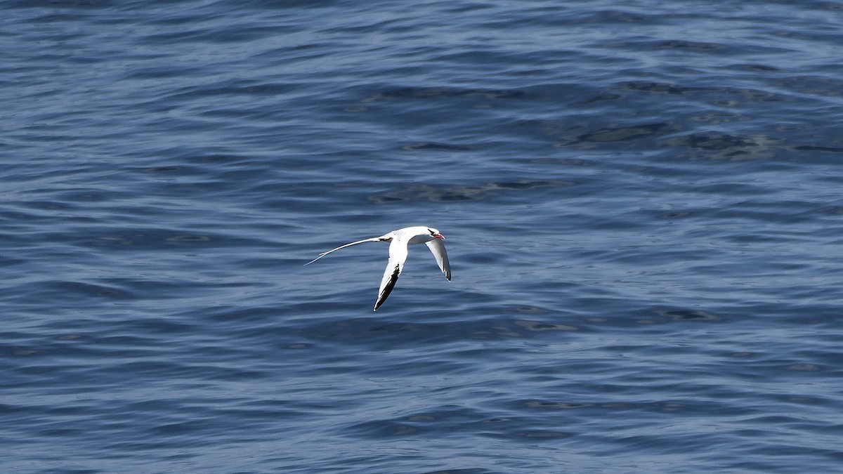 アカハシネッタイチョウ - ML645110225