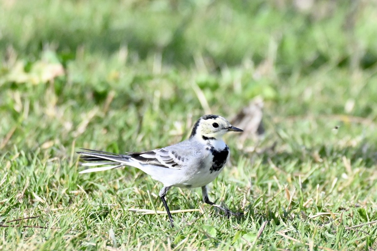 Lavandera Blanca - ML645110236