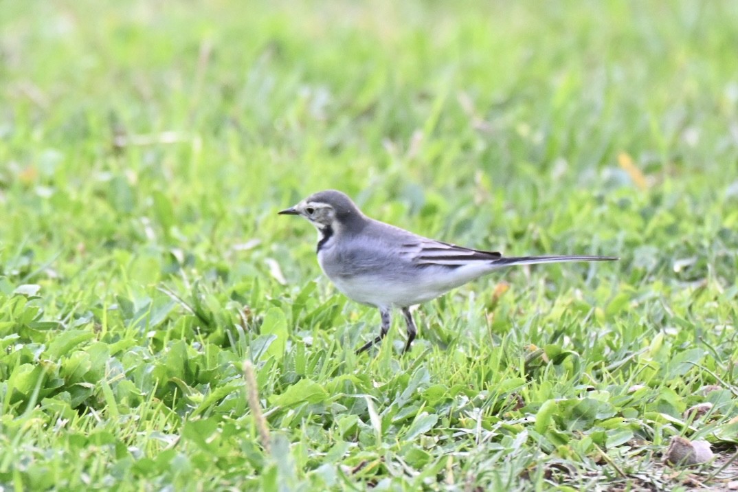 Lavandera Blanca - ML645110237