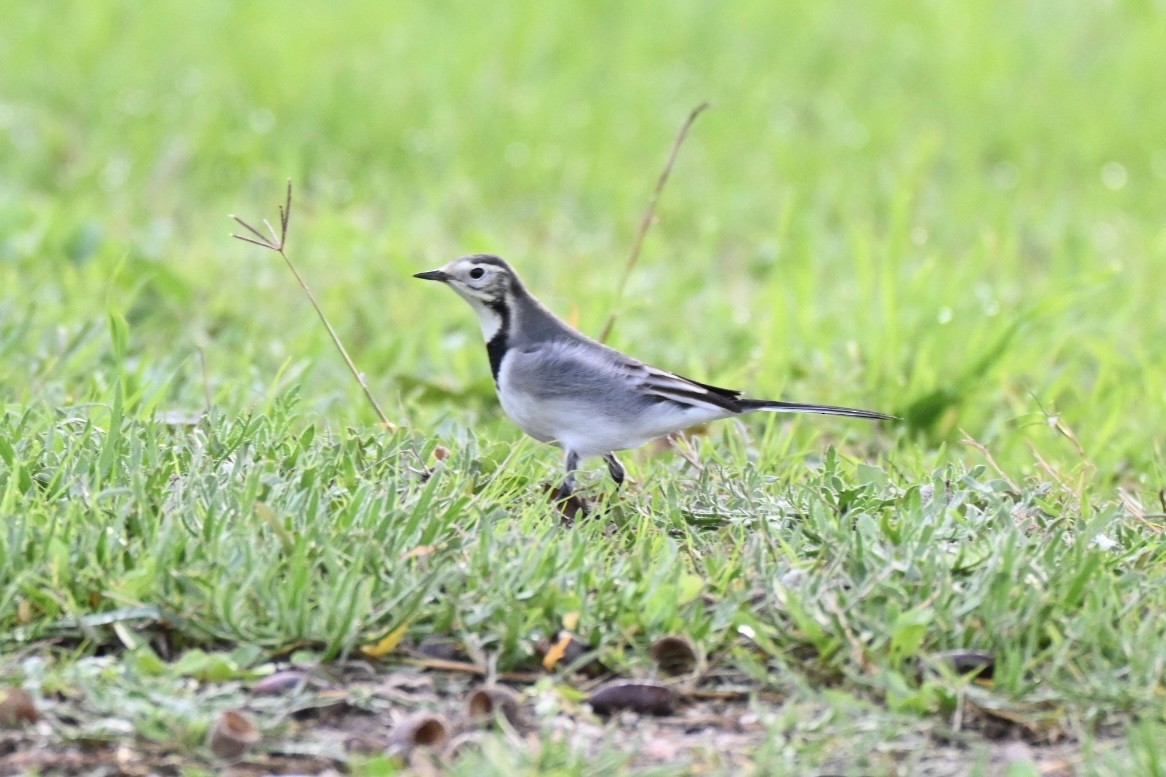 Lavandera Blanca - ML645110238