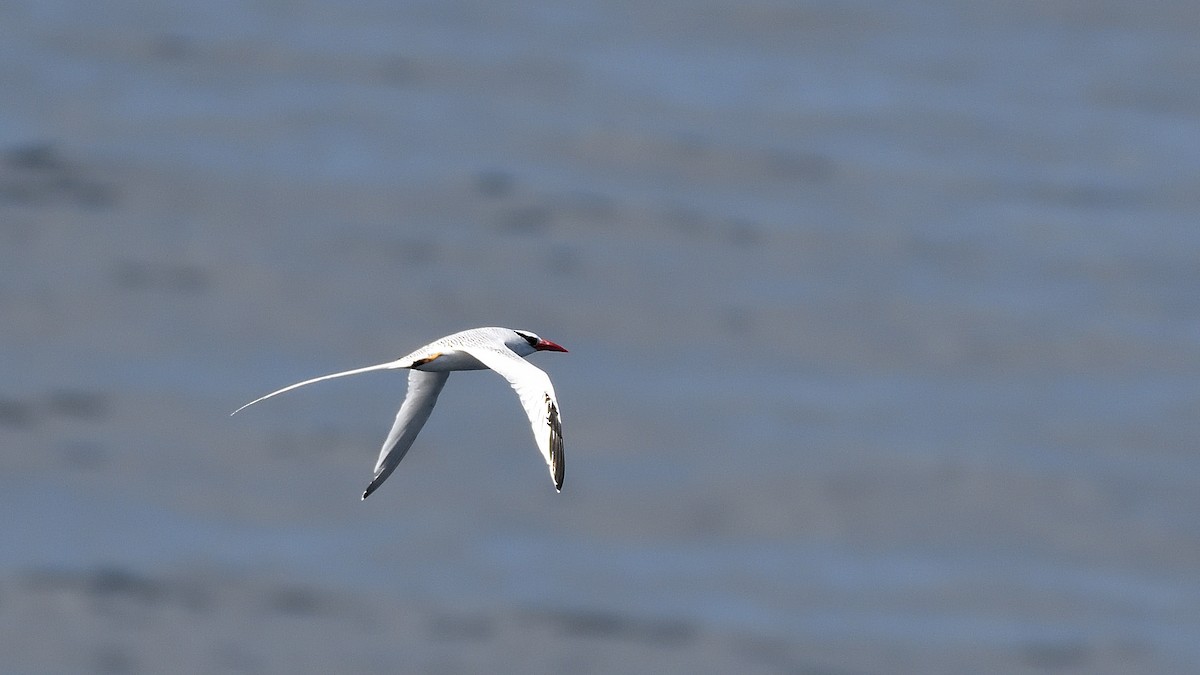 アカハシネッタイチョウ - ML645110242