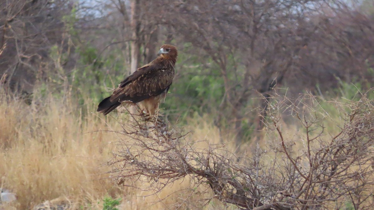 Tawny Eagle - ML645110245