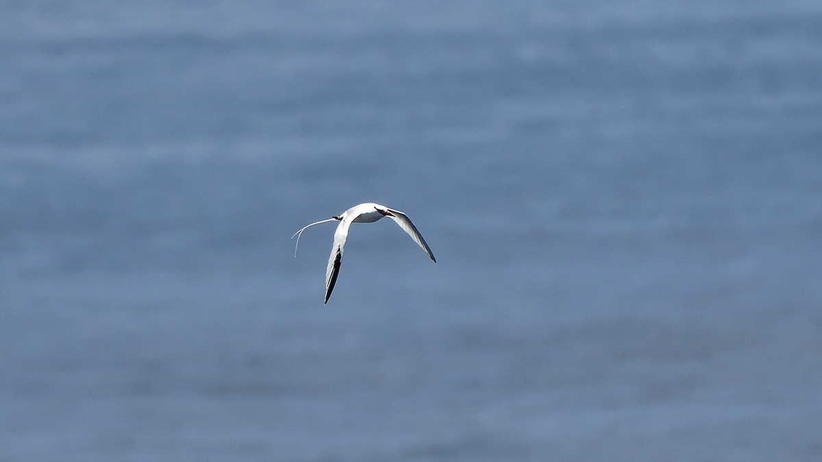 アカハシネッタイチョウ - ML645110260