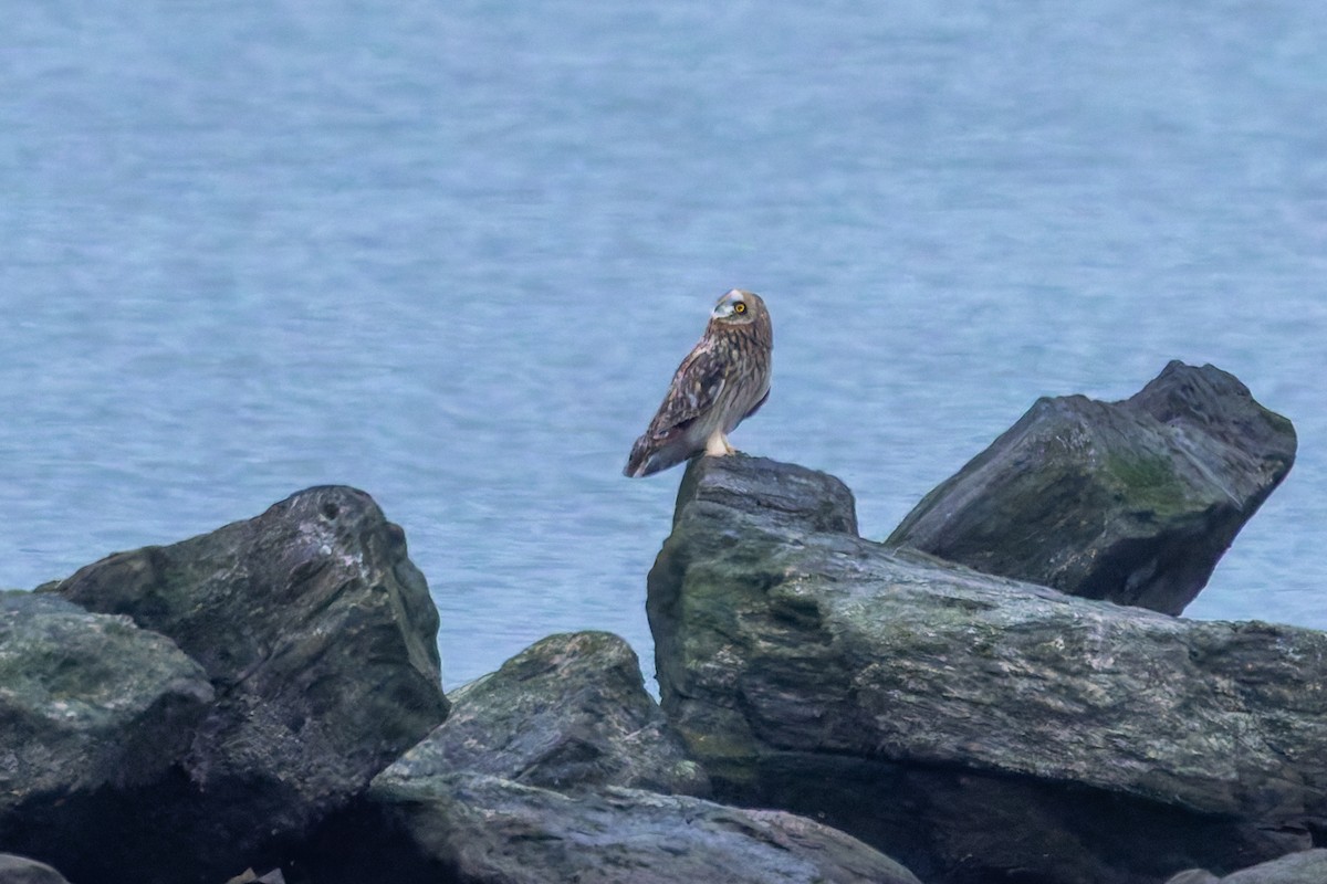 Short-eared Owl - ML645110272