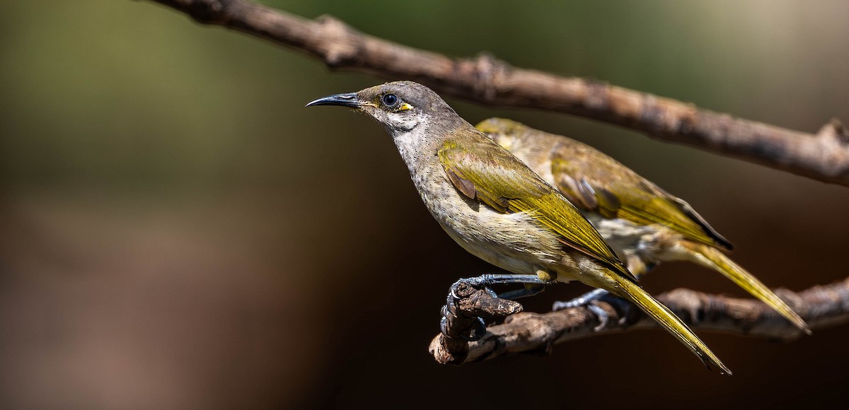 Brown Honeyeater - ML645110273