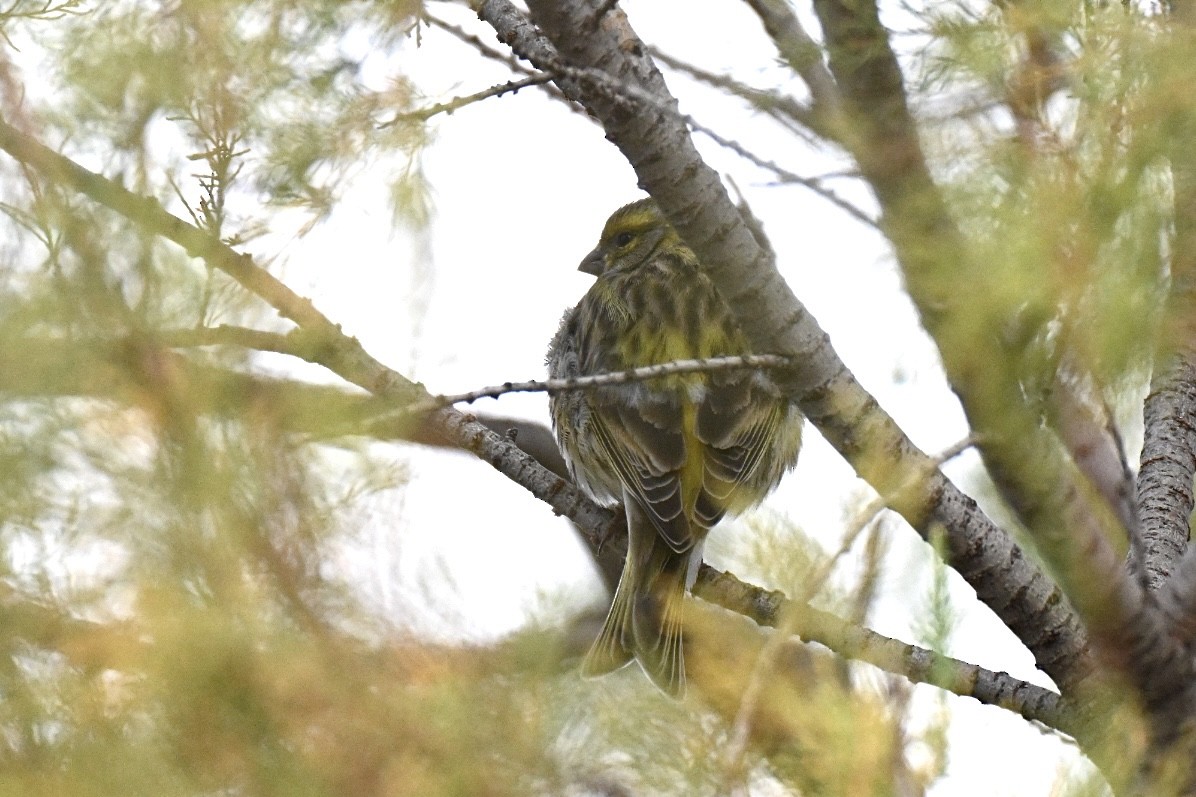 Txirriskila arrunta - ML645110281