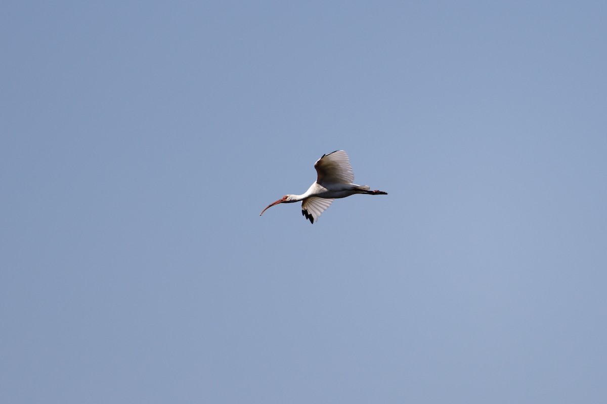 White Ibis - ML645110308