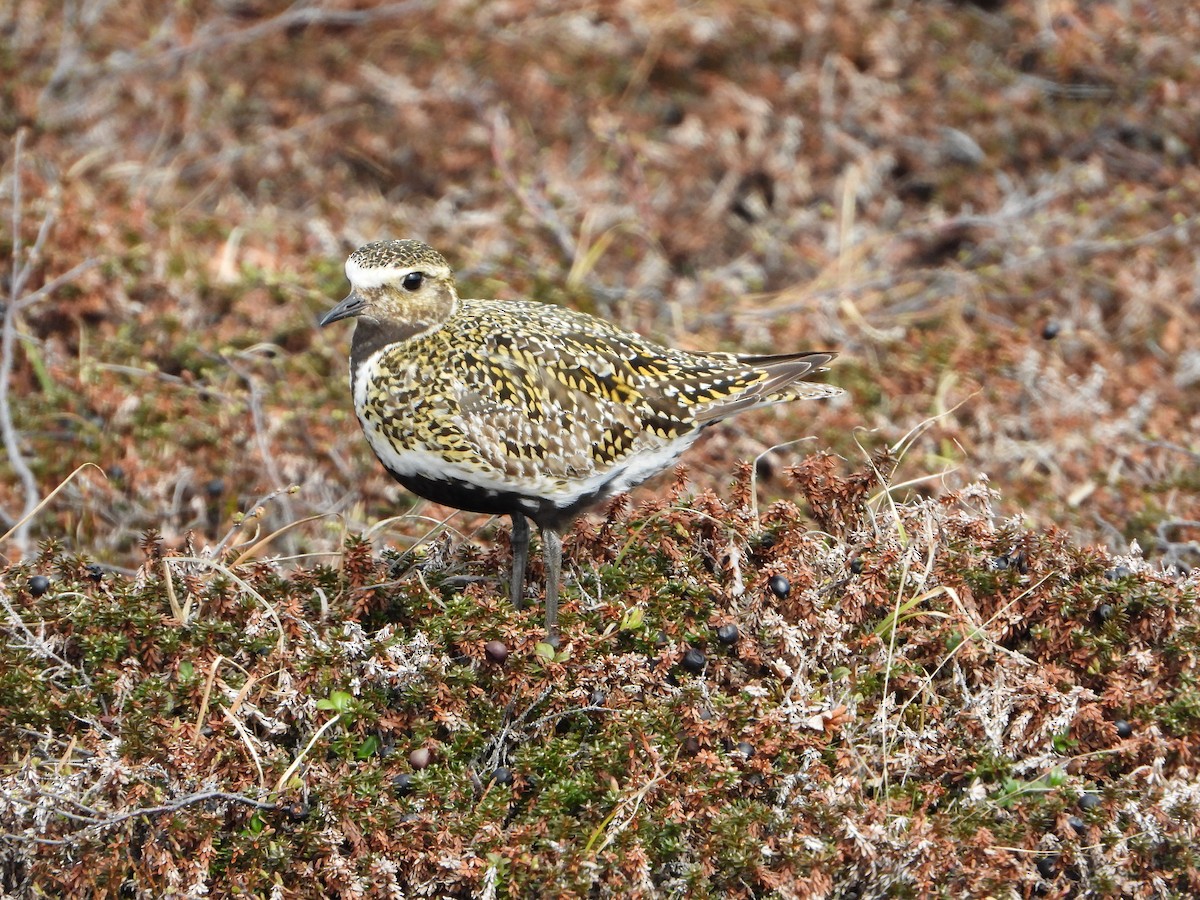 European Golden-Plover - ML645110309