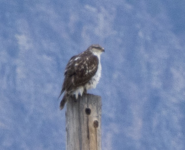 káně královská - ML645110312