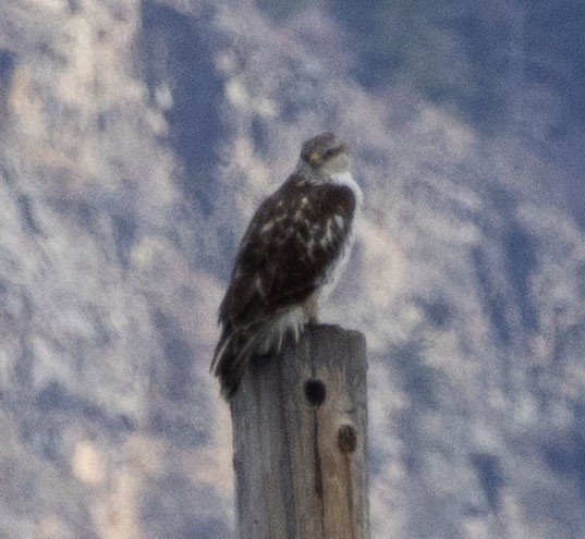 káně královská - ML645110313