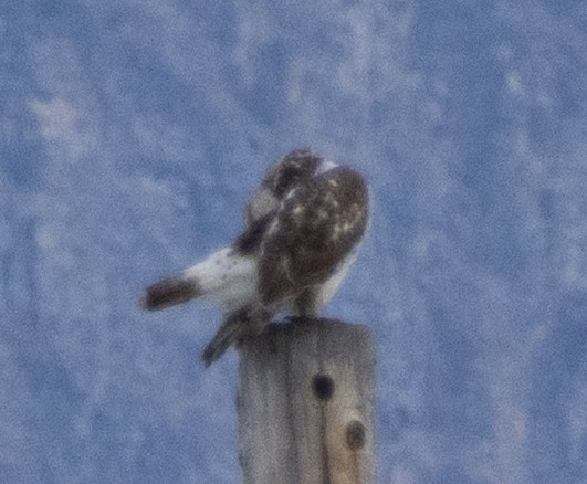 káně královská - ML645110314