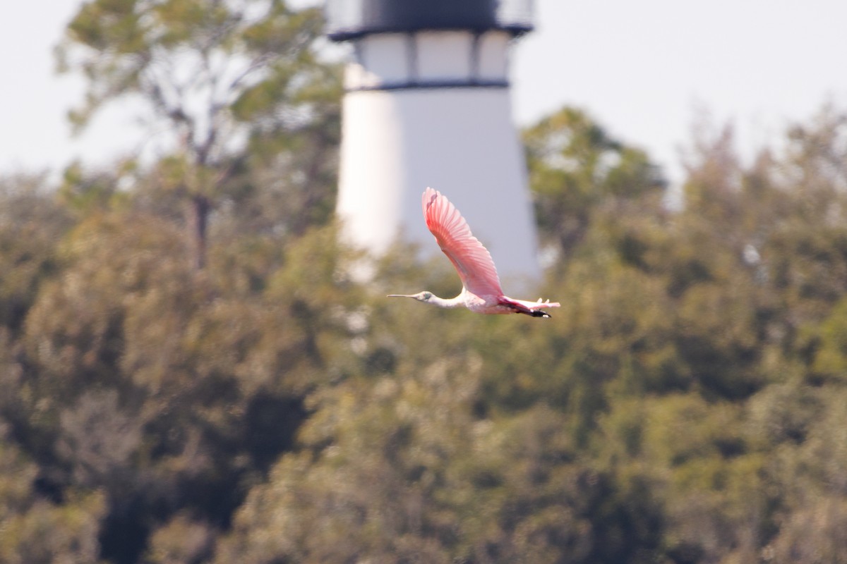 Roseate Spoonbill - ML645110318