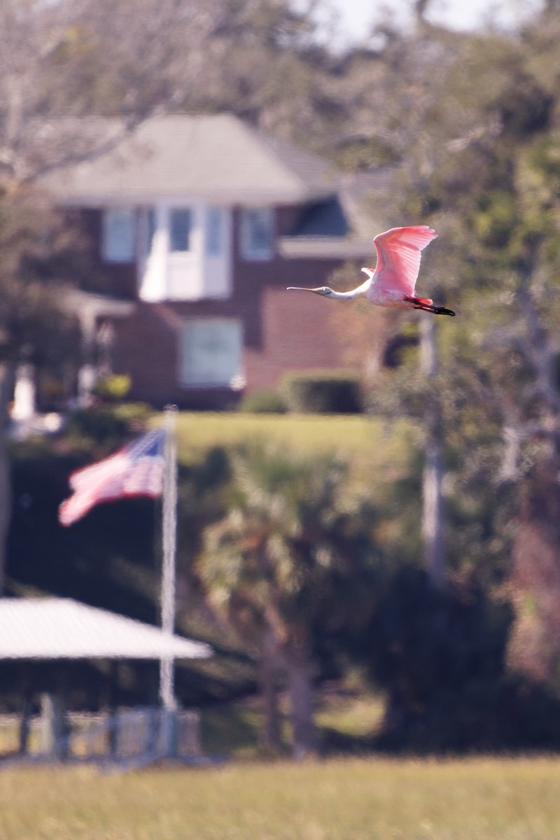 Roseate Spoonbill - ML645110319