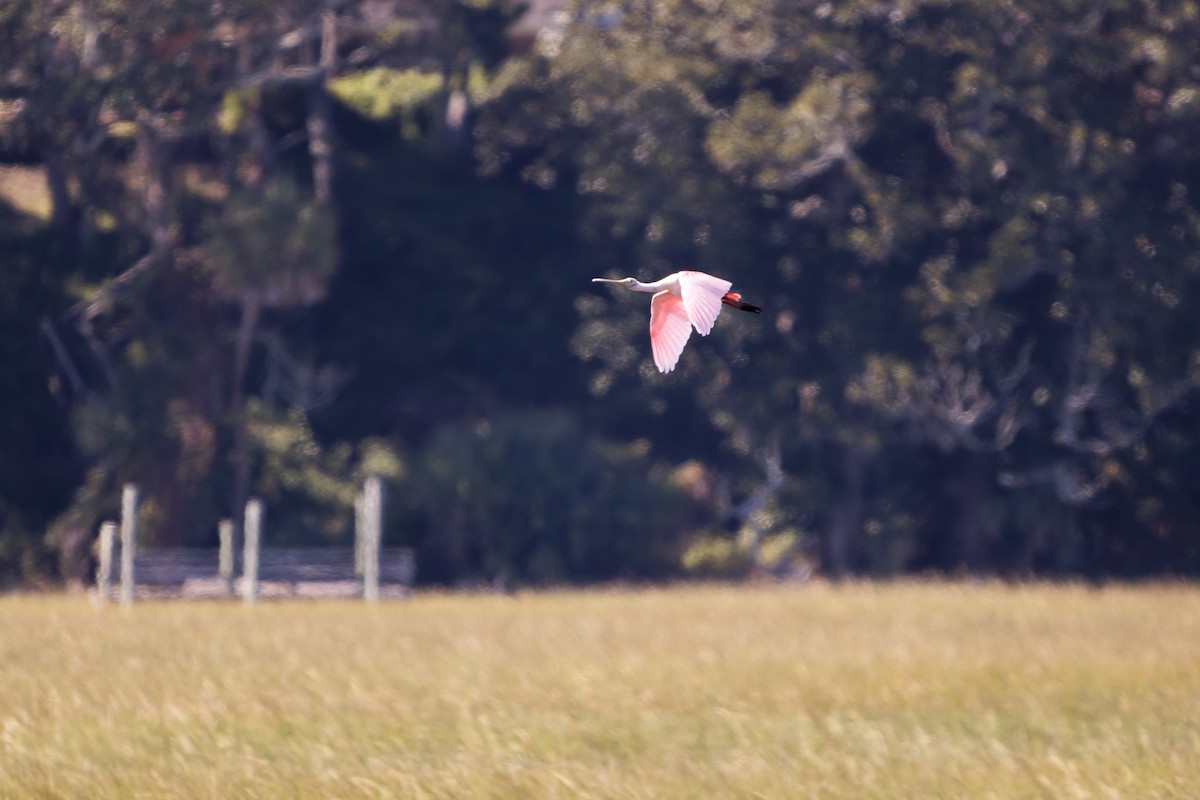 Roseate Spoonbill - ML645110322