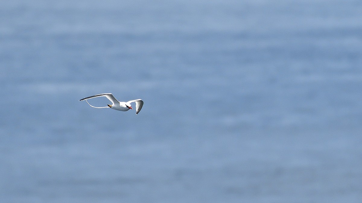 アカハシネッタイチョウ - ML645110323