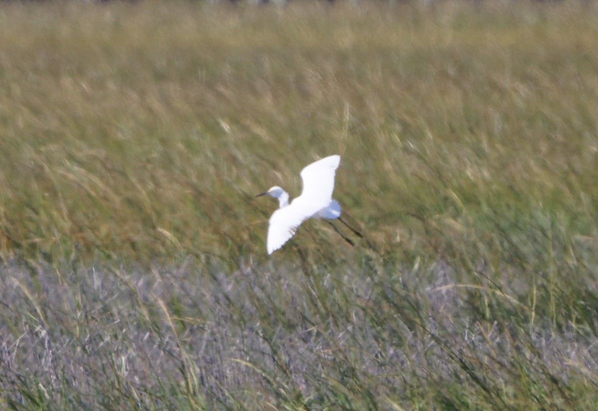 Snowy Egret - ML645110325