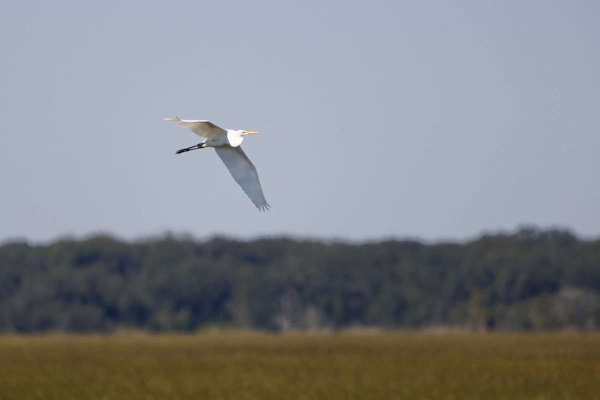 Great Egret - ML645110329