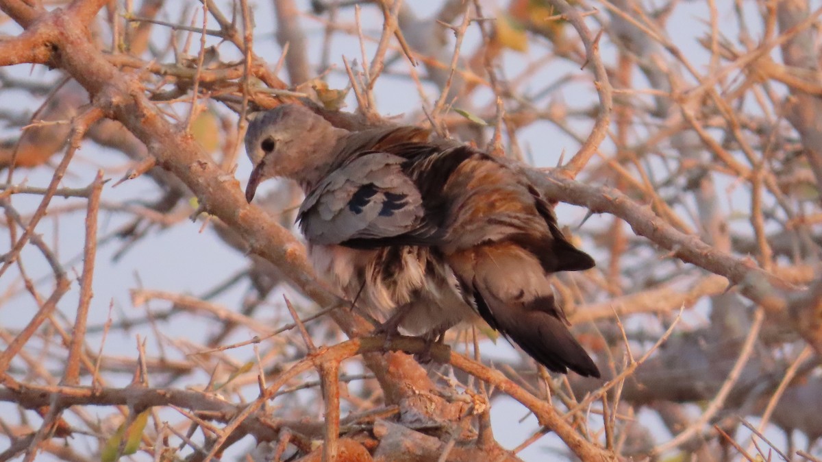 Palomita Aliverde - ML645110330