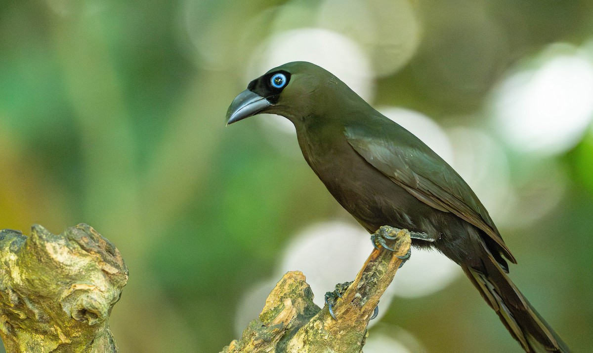 Racket-tailed Treepie - ML645110332