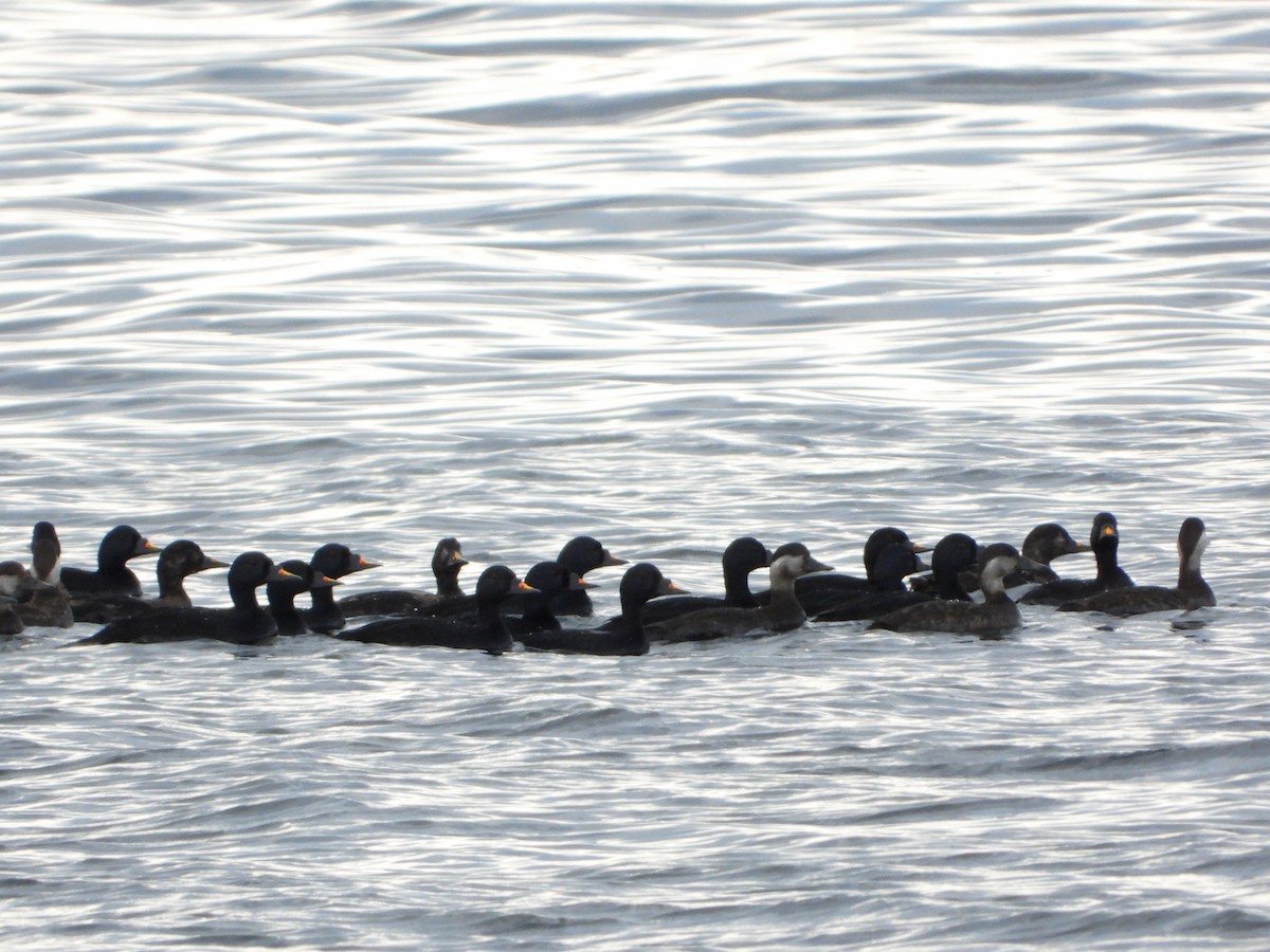 turpan černý - ML645110337