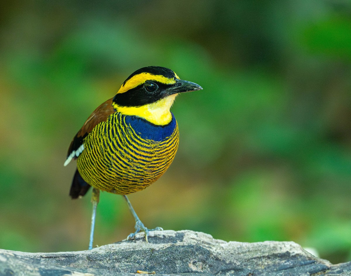 Javan Banded-Pitta - ML645110343