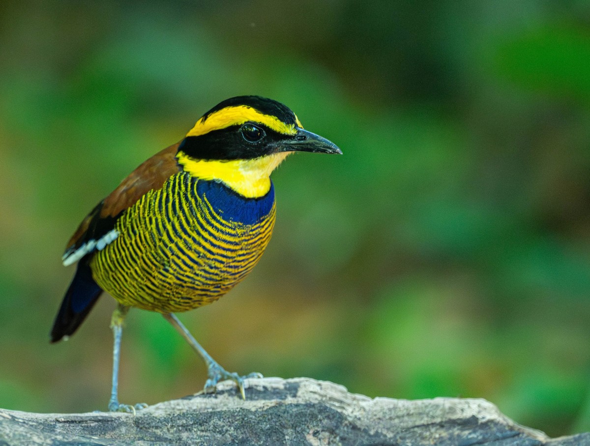 Javan Banded-Pitta - ML645110351