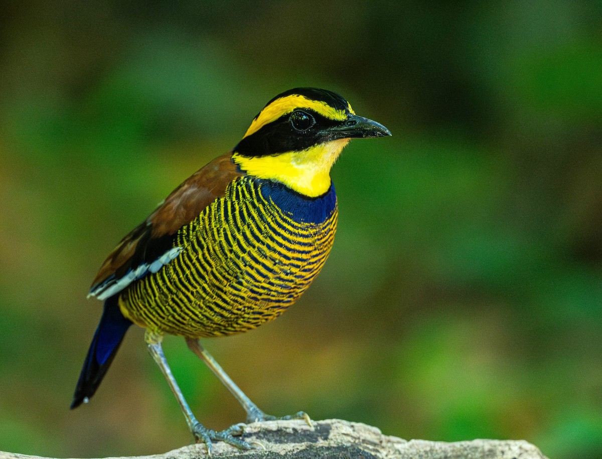 Javan Banded-Pitta - ML645110367