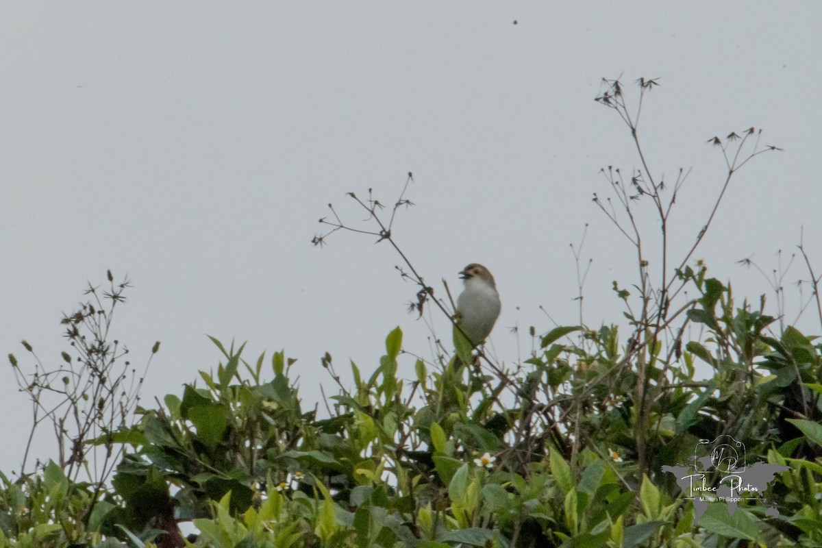 Timalí Ojigualdo - ML645110371