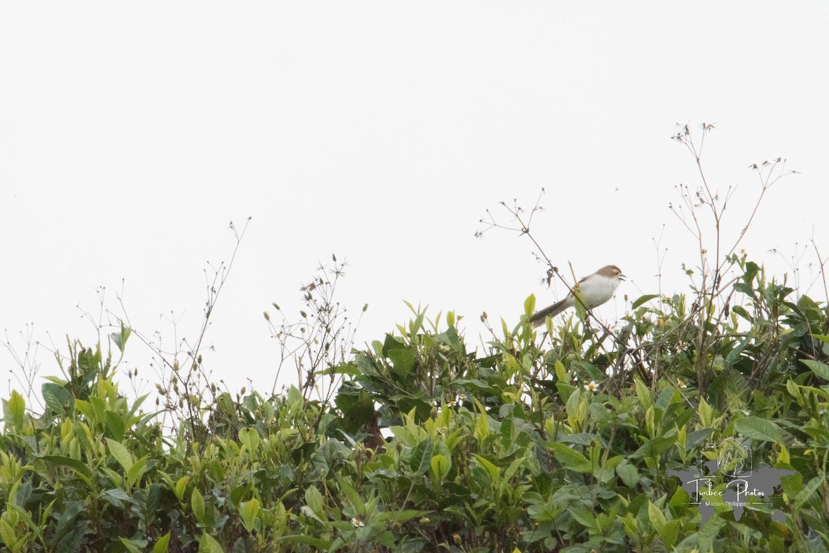 Timalí Ojigualdo - ML645110372