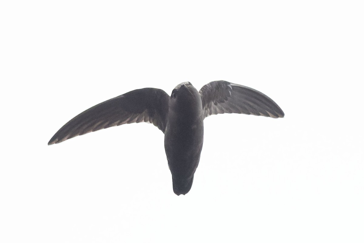 White-chested Swift - ML645110373