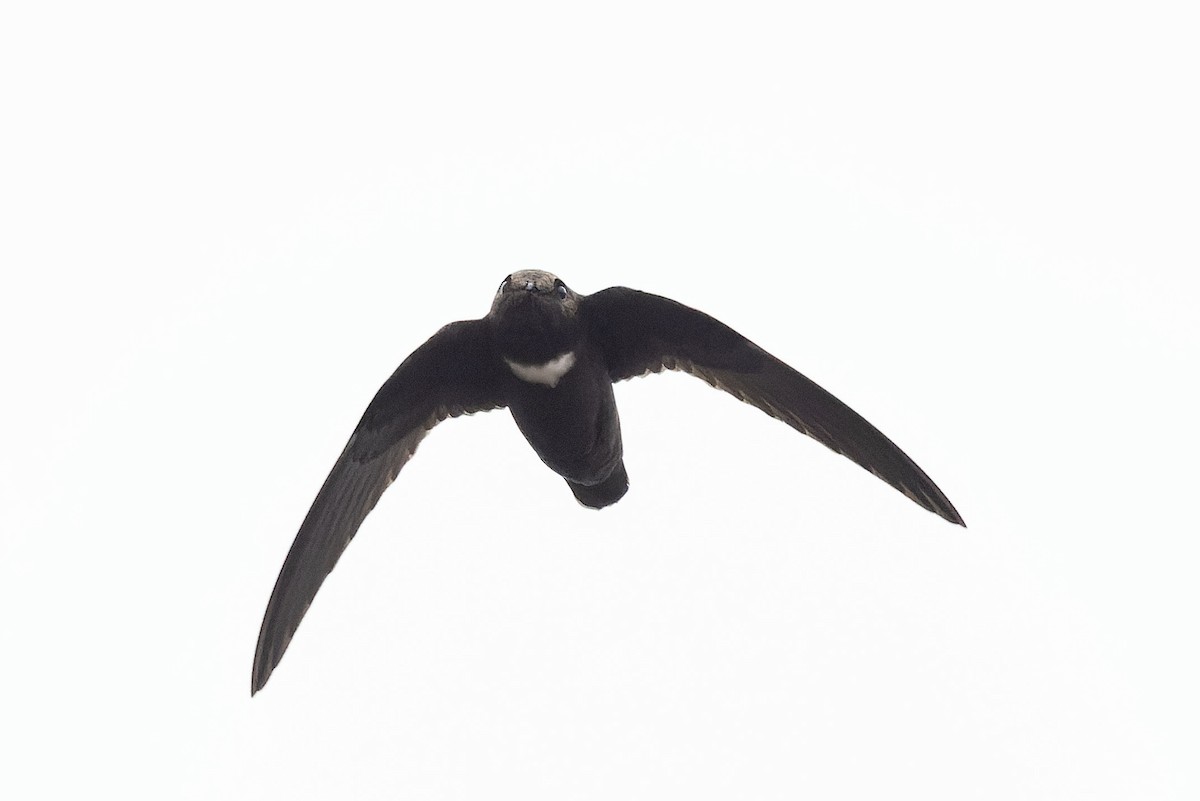 White-chested Swift - ML645110375