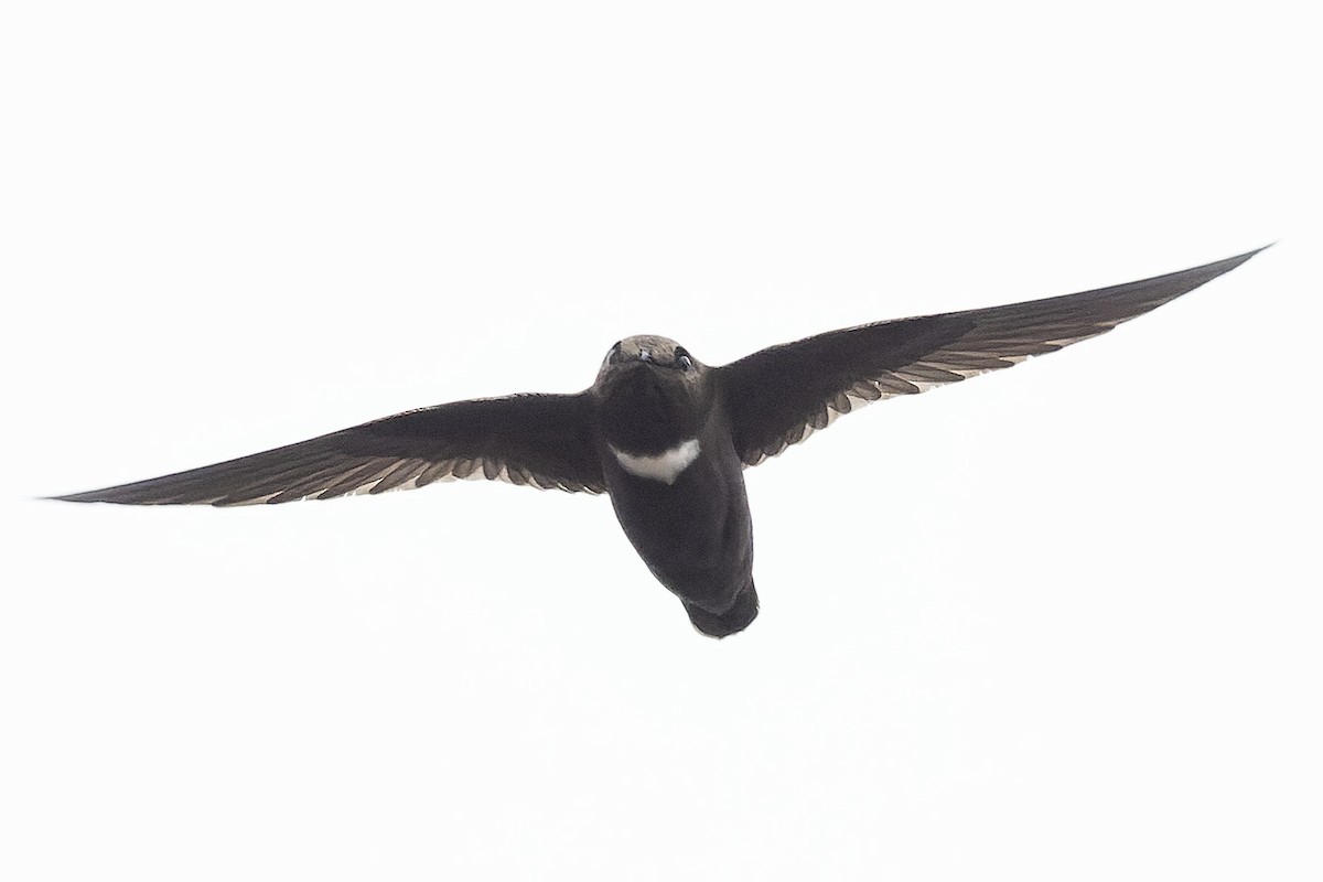 White-chested Swift - ML645110376