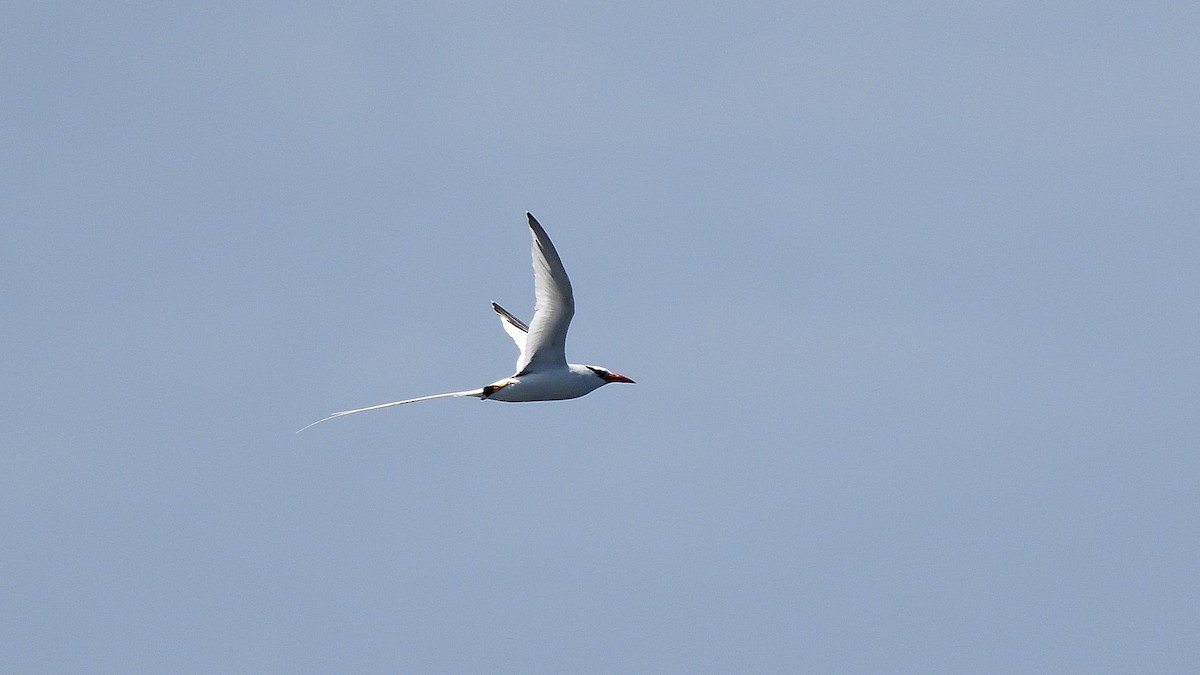 アカハシネッタイチョウ - ML645110379