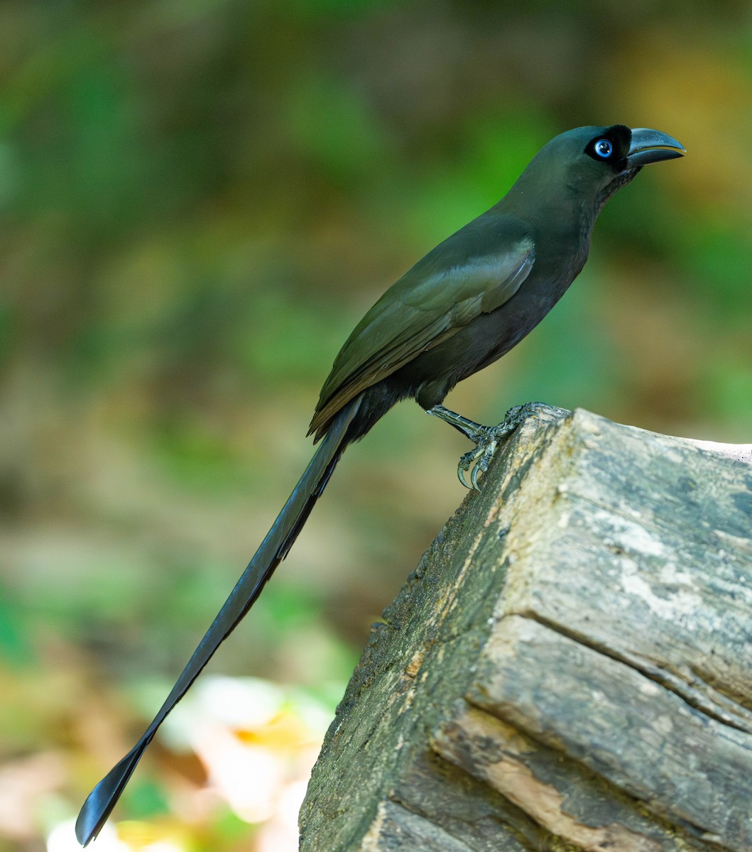 Racket-tailed Treepie - ML645110380