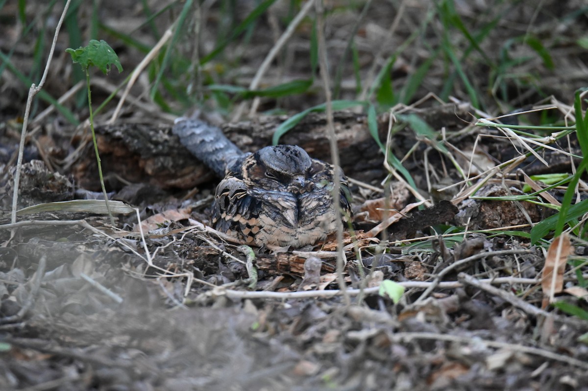 pauraquenattravn - ML645110381