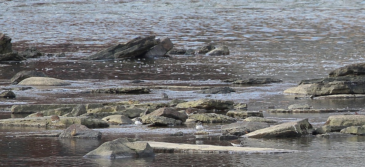 American Pipit - ML645110395