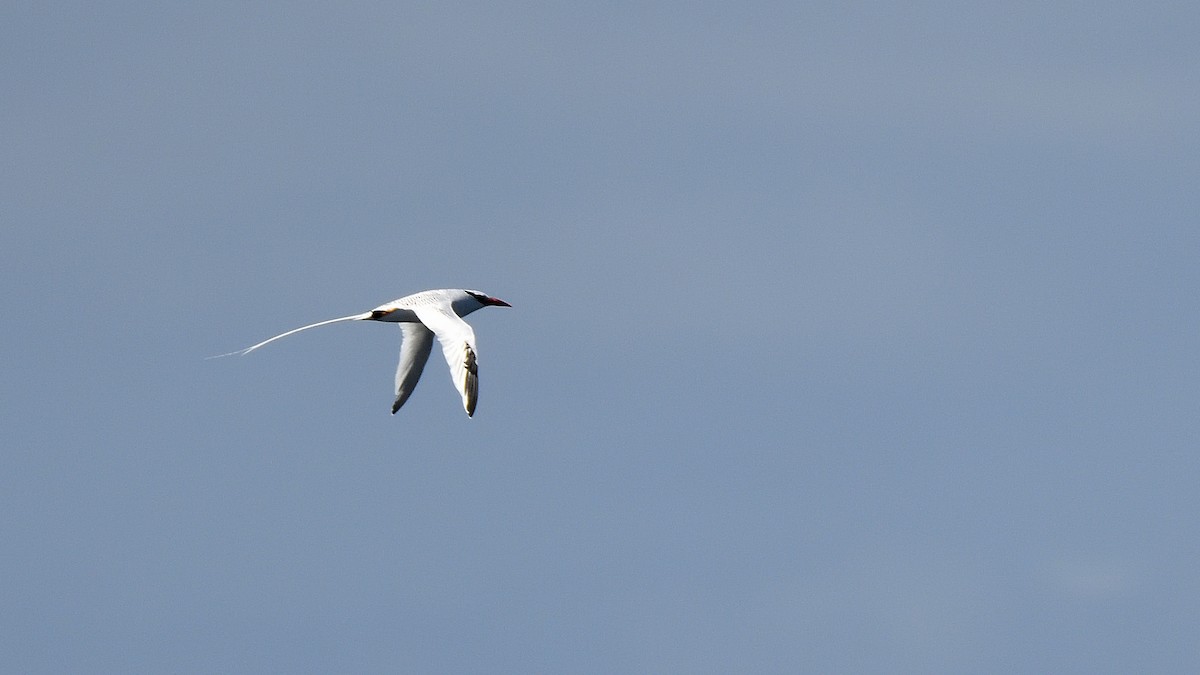 アカハシネッタイチョウ - ML645110396