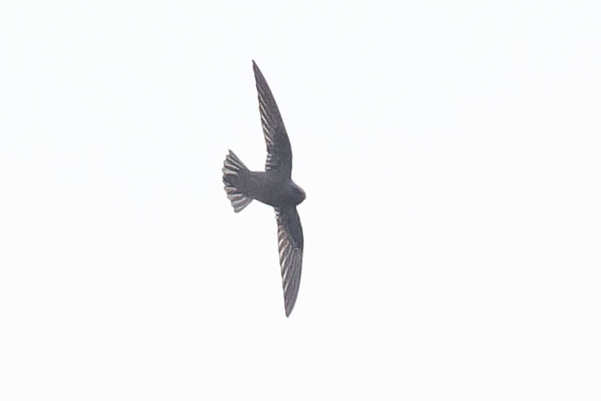White-chested Swift - ML645110402