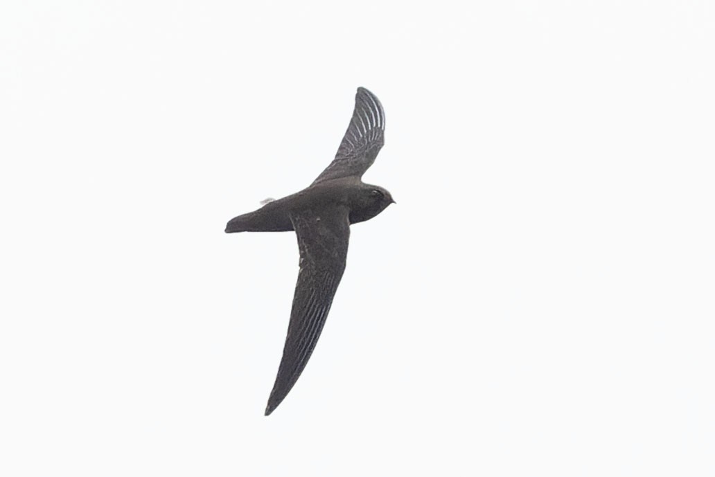 White-chested Swift - ML645110403