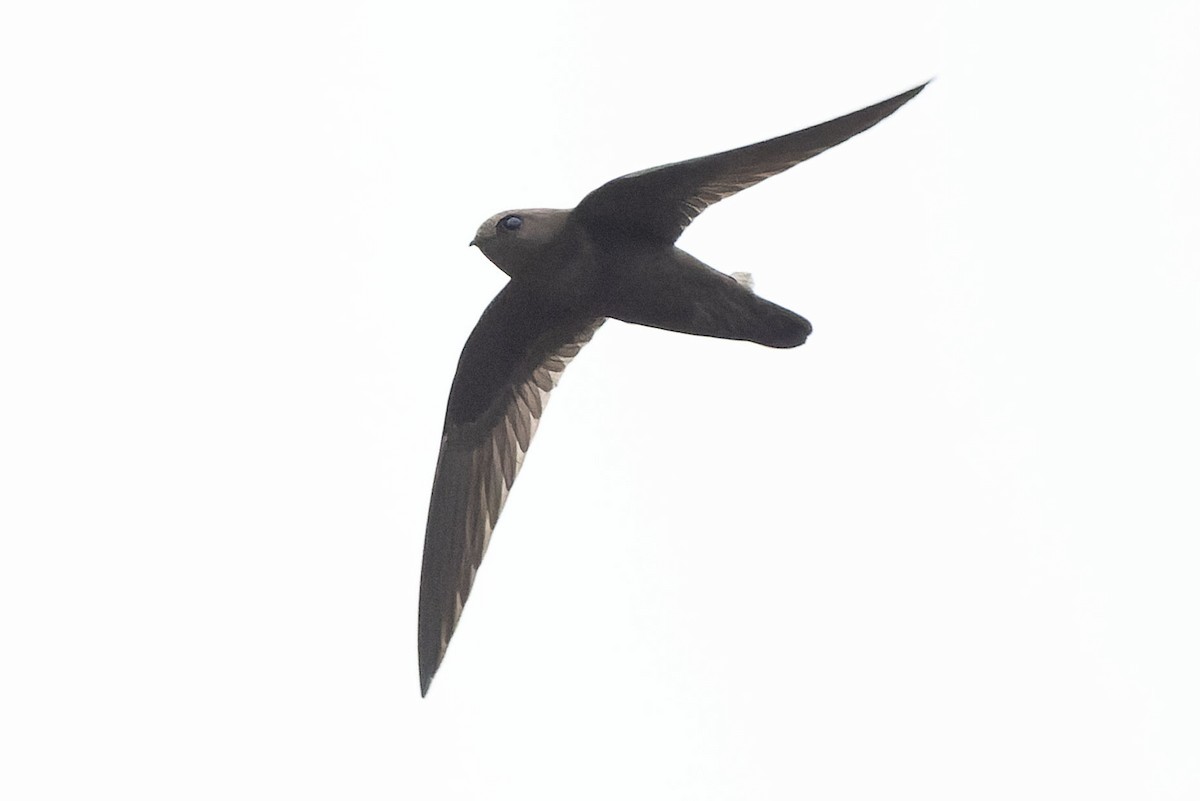 White-chested Swift - ML645110404