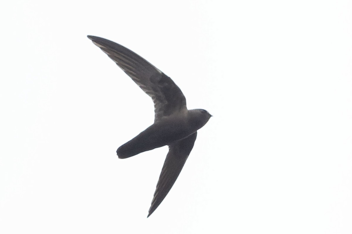White-chested Swift - ML645110405