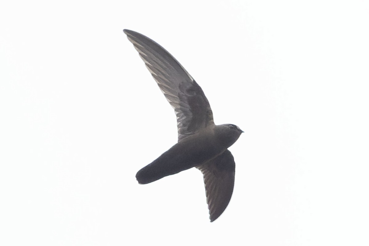 White-chested Swift - ML645110406