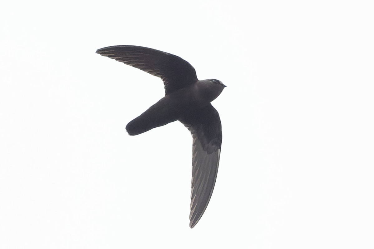 White-chested Swift - ML645110407