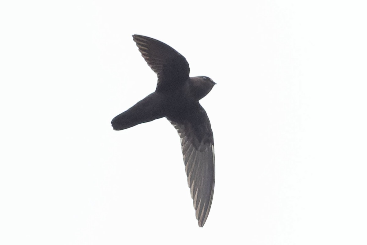 White-chested Swift - ML645110408